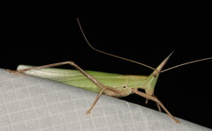 Pseudorhynchus pungens