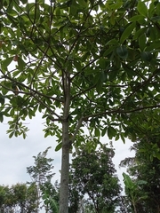 Alstonia