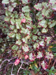 Nothofagus fusca