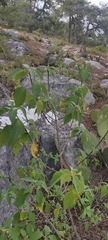 Montanoa leucantha