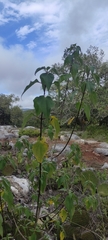 Montanoa leucantha
