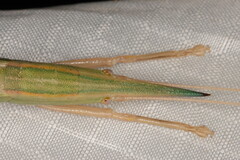 Pseudorhynchus pungens