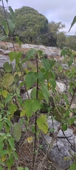 Montanoa leucantha