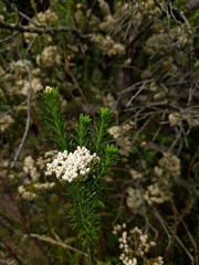 Ozothamnus