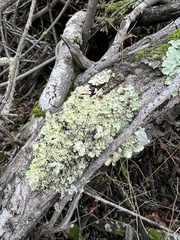 Flavopunctelia flaventior