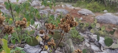 Montanoa leucantha