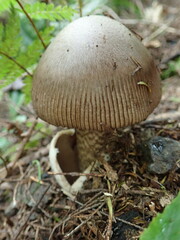 Amanita pekeoides