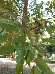 Hopea odorata