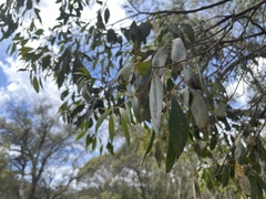 Eucalyptus stellulata