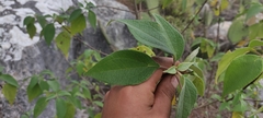 Montanoa leucantha