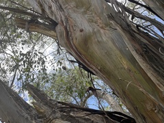 Eucalyptus stellulata