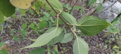 Montanoa leucantha