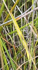 Acrida conica