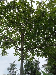 Alstonia