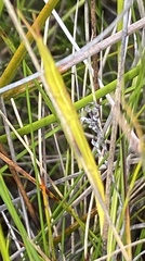 Acrida conica