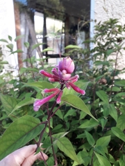 Salvia involucrata