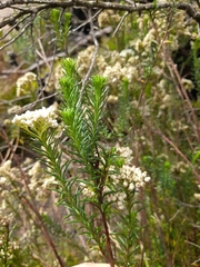 Ozothamnus