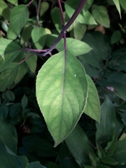 Salvia involucrata