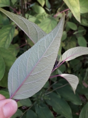Salvia involucrata
