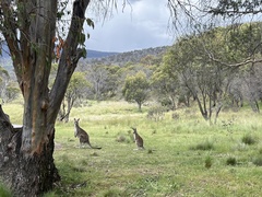 Macropodidae