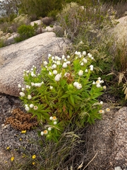 Coronidium boormanii
