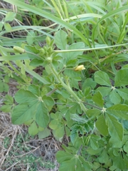 Cleome viscosa