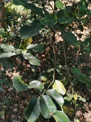 Citrus hystrix