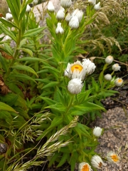 Coronidium boormanii