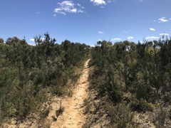 Allocasuarina muelleriana