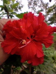 Hibiscus