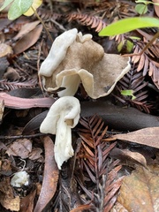 Helvella maculata