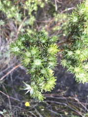 Phyllota pleurandroides