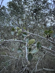 Cercocarpus betuloides betuloides