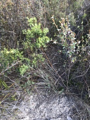 Phyllota pleurandroides