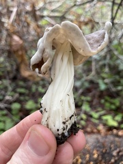 Helvella maculata