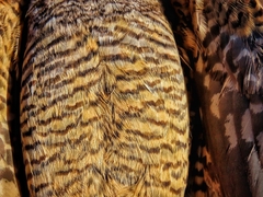 Caprimulgidae