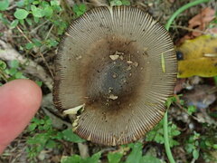 Amanita pekeoides