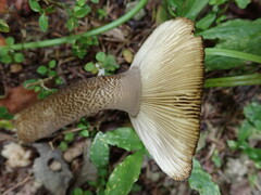 Amanita pekeoides