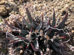 Dudleya abramsii abramsii