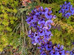 Gompholobium confertum