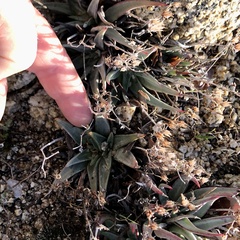 Dudleya abramsii abramsii