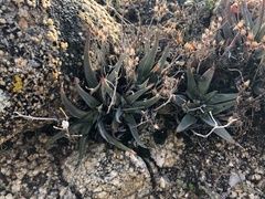 Dudleya abramsii abramsii