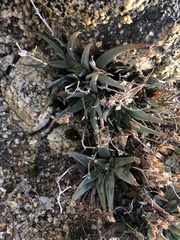 Dudleya abramsii abramsii