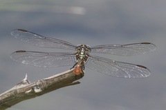 Aphylla protracta