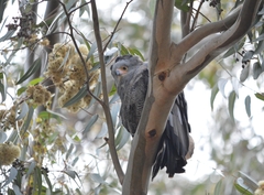 Polyboroides typus typus