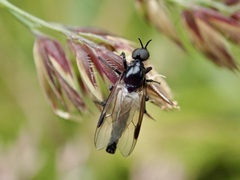 Dilophus nigrostigma