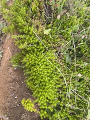 Acrotriche serrulata