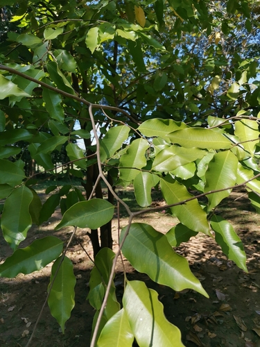 Eaglewood (Aquilaria crassna)