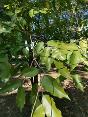 Aquilaria crassna