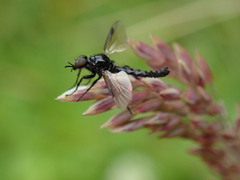 Dilophus nigrostigma